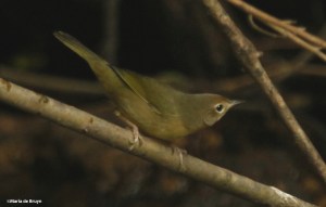 common-yellowthroat-i77a4431maria-de-bruyn-2