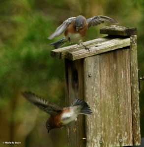 eastern-bluebird-i77a9726-maria-de-bruyn-res