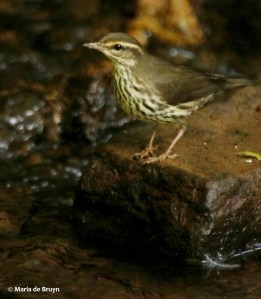 northern-waterthrush-i77a5013maria-de-bruyn-res