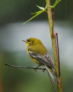 pine-warbler-i77a0409-maria-de-bruyn-8-x-10