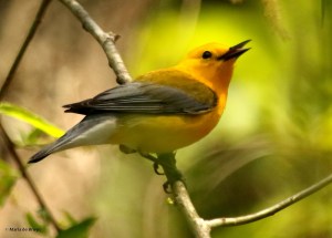 prothonotary-warbler-i77a2854-maria-de-bruyn-res