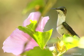 ruby-throated-hummingbird-i77a0290-maria-de-bruyn-res