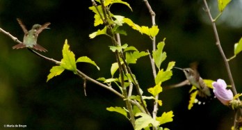ruby-throated-hummingbird-i77a0514-maria-de-bruyn-res