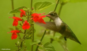 ruby-throated-hummingbird-i77a1237-maria-de-bruyn-res