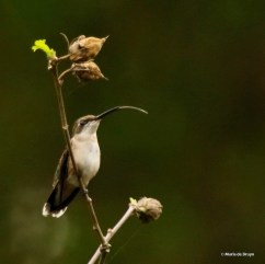 ruby-throated-hummingbird-i77a2353-maria-de-bruyn-res