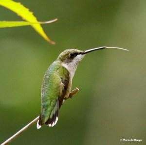 ruby-throated-hummingbird-i77a5099-maria-de-bruyn-res