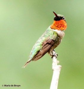 ruby-throated-hummingbird-i77a6553-maria-de-bruyn-res