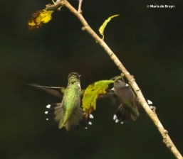 ruby-throated-hummingbird-i77a8256-maria-de-bruyn-res