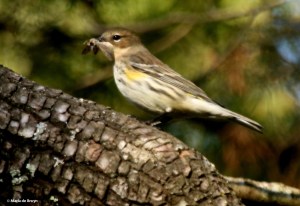 yellow-rumped-warbler-i77a5552-maria-de-bruyn-res