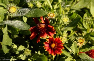 blanket-flower-i77a1309maria-de-bruyn-res