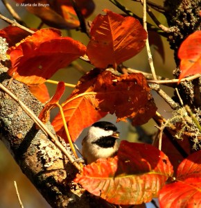 carolina-chickadee-i77a8444-maria-de-bruyn-res