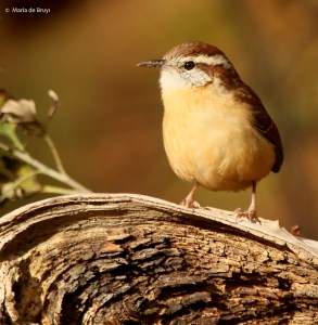 carolina-wren-i77a6358-maria-de-bruyn-res