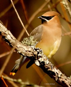 cedar-waxwing-i77a5945-maria-de-bruyn-res