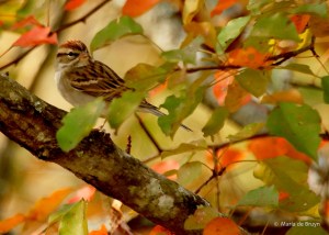 chipping-sparrow-i77a2915-maria-de-bruyn-res