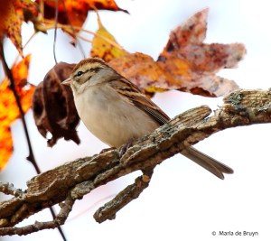 chipping-sparrow-i77a2925-maria-de-bruyn-res