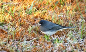dark-eyed-junco-i77a0624maria-de-bruyn-res