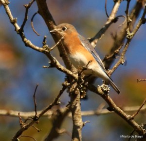 eastern-bluebird-i77a0688maria-de-bruyn-res