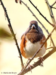 eastern-towhee-i77a1659maria-de-bruyn-res