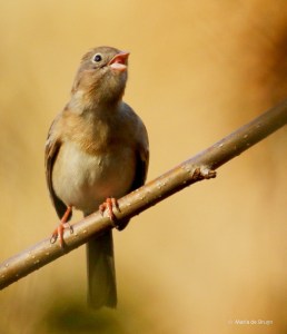 field-sparrow-i77a1587maria-de-bruyn-res