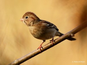 field-sparrow-i77a1634maria-de-bruyn-res