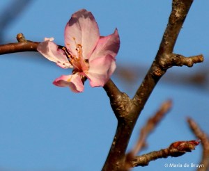 flowering-dogwood-i77a0882maria-de-bruyn-res