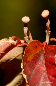 flowering-dogwood-i77a1012maria-de-bruyn-res