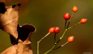 flowering-dogwood-i77a5820-maria-de-bruyn-res