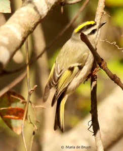 golden-crowned-kinglet-maria-de-bruyn-i77a1711maria-de-bruyn-res