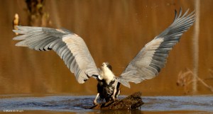 great-blue-heron-i77a1438maria-de-bruyn-2-res