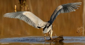 great-blue-heron-i77a1440maria-de-bruyn-res