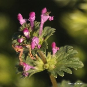 henbit-i77a0825maria-de-bruyn-res