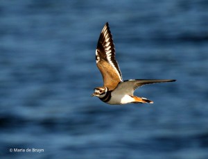 killdeer-i77a0913maria-de-bruyn-res
