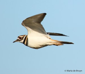 killdeer-i77a0916maria-de-bruyn-res