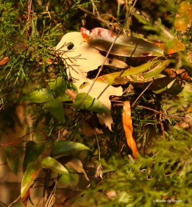 leaf-bird-i77a2906-maria-de-bruyn-res