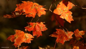 leaf-i77a2875-maria-de-bruyn-res