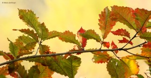 leaves-i77a2882-maria-de-bruyn-res