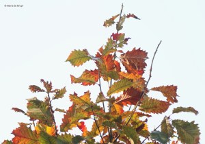 leaves-i77a2893-maria-de-bruyn-res