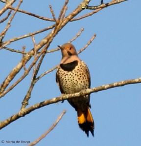 northern-flicker-i77a2485-maria-de-bruyn-res