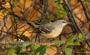 northern-mockingbird-i77a2312-maria-de-bruyn-res