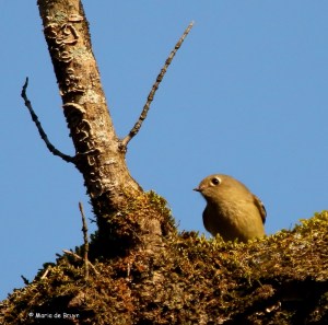 ruby-crowned-kinglet-i77a2574-maria-de-bruyn-res