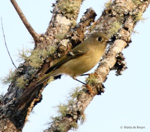 ruby-crowned-kinglet-i77a6241-maria-de-bruyn-res
