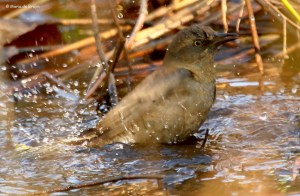 rusty-blackbird-i77a3199-maria-de-bruyn-res