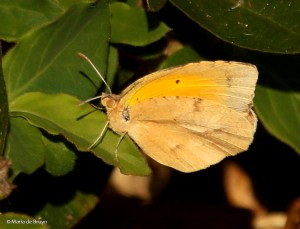 sleepy-orange-i77a1003maria-de-bruyn-res