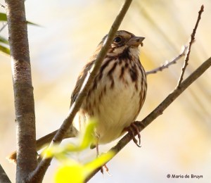 song-sparrow-i77a1499maria-de-bruyn-res