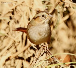 swamp-sparrow-i77a6063-maria-de-bruyn-res