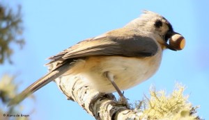 tufted-titmouse-i77a1965maria-de-bruyn-res