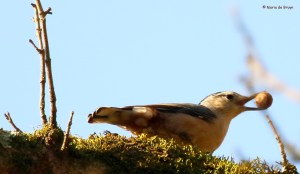 white-breasted-nuthatch-i77a2671maria-de-bruyn-res