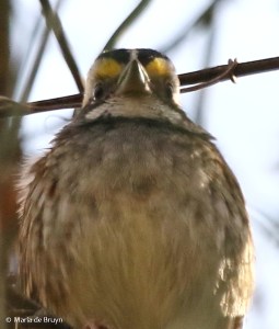 white-throated-sparrow-i77a6365-maria-de-bruyn-res