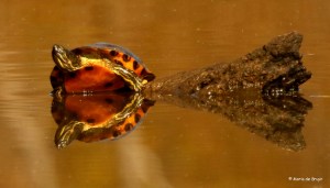 yellow-bellied-slider-i77a2954-maria-de-bruyn-res