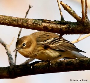 yellow-rumped-warbler-i77a2780maria-de-bruyn-res
